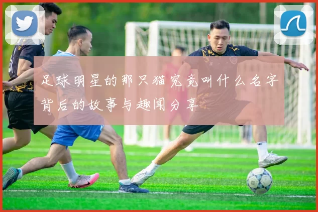 足球明星的那只猫究竟叫什么名字背后的故事与趣闻分享